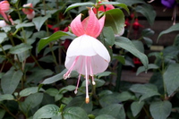 次は花鳥園の：九輪草が見頃かも！
