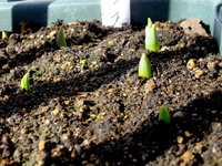 チューリップが芽を出したよ！ 2015/01/10 12:00:12