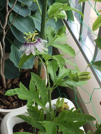 ベランダ:パッションフルーツ 2015/06/06 14:28:31