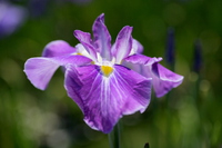 加茂荘で:花菖蒲:紫陽花:ベゴニアを！