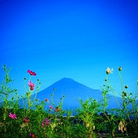 富士山とコスモス