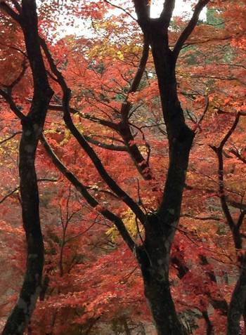 修善寺自然公園へ紅葉観てきました