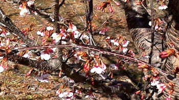 韮山温泉病院の桜がドット開花しました