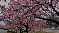 伊豆中央高校周辺の河津桜が満開