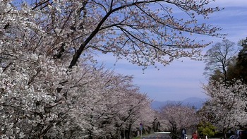 伊豆の国市　守山西桜公園の桜満開