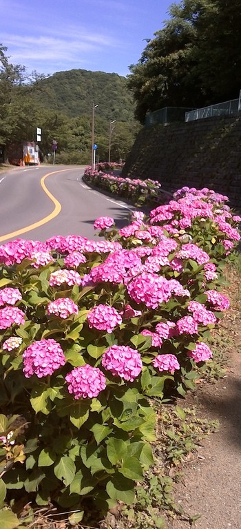 伊豆の国市　守山西公園の紫陽花ロード