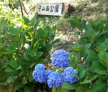 伊豆の国市　守山西公園の紫陽花ロード