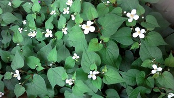 どくだみ茶に　いかがでしょうか。