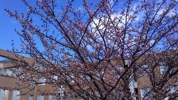 河津桜が咲き始めました
