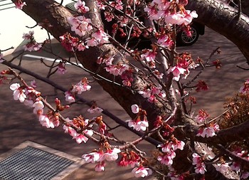 河津桜が咲き始めました