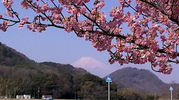 伊豆中央高校外周の河津桜が満開