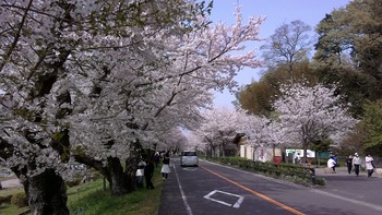 狩野川桜公園の桜満開