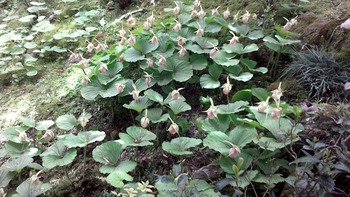 クマガイソウが満開