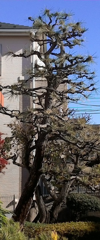 今年も器用貧乏