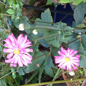 久々の再花