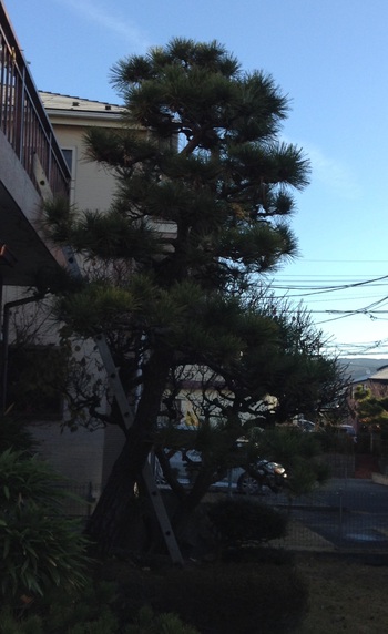 お正月前の器用貧乏さん