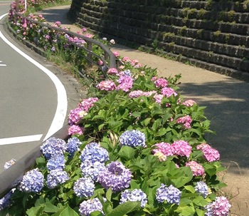 紫陽花ロードがきれいです