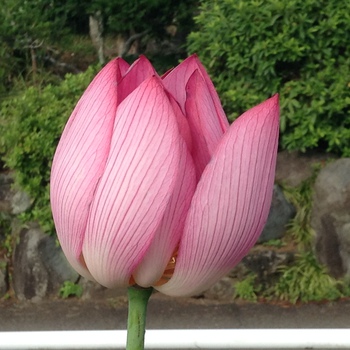 成福寺のハスきれいです