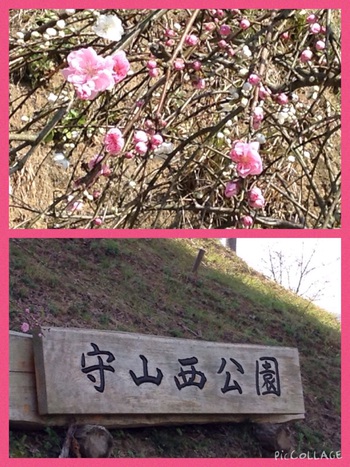 花桃が咲き始めました