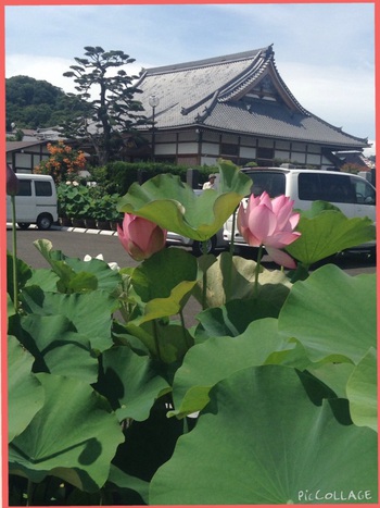成福寺の蓮がきれいです