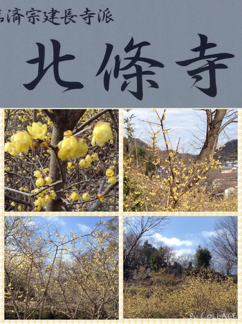 伊豆長岡 蝋梅林