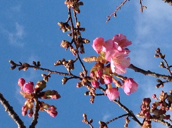 伊豆の国の河津桜が咲き始めました。