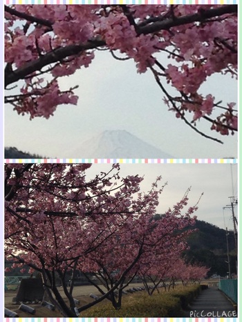 河津桜満開きれいでーす