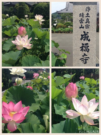 成福寺の蓮がきれいです