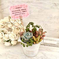 お祝い・お礼に寄せ植えのギフト承ってます