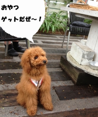 Welcome! Dogs 11
