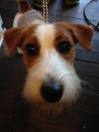 dog