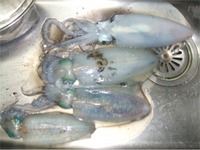 昨夜の釣果