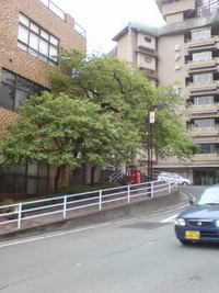 桜 　熱海