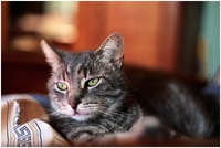 猫の遊び