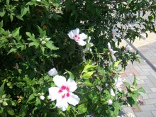 何の花？