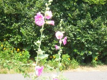 何の花？