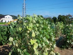 野菜達