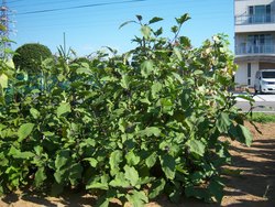 野菜達