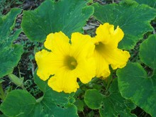 カボチャの花