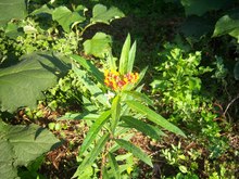 初めて見る花