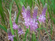 野の草花