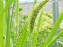 野の草花