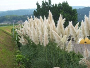 野の草花