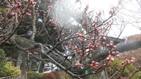 古希記念旅行　三日目