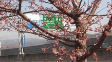 大仁城山桜（河津桜）情報