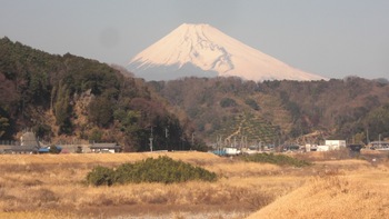 大仁城山桜（河津桜）情報