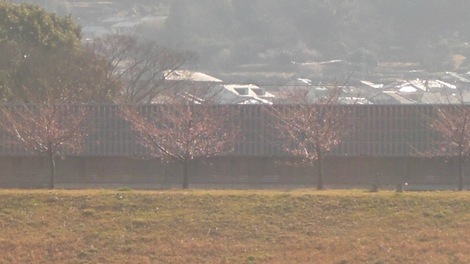 大仁城山桜（河津桜）情報と富士山の日に因み富士山２題