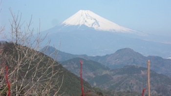 大仁城山桜（河津桜）情報と富士山の日に因み富士山２題