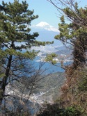 大仁城山桜（河津桜）情報と富士山の日に因み富士山２題