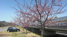 大仁城山桜（河津桜）情報